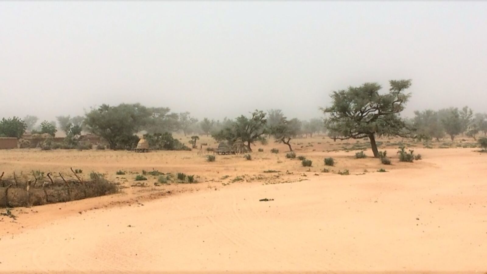 Rows of crescent-shaped earth bunds on a dryland slope, each cradling a young tree