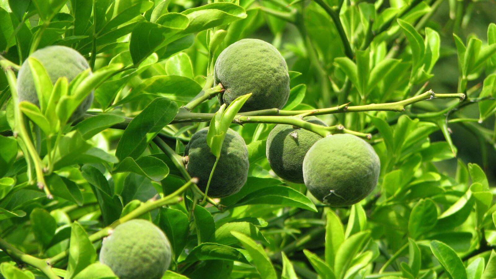 Hardy orange branch with vicious thorns and small round yellow fruit