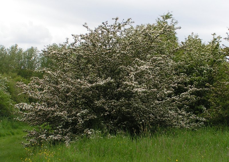 Dense hawthorn hedge in full white blossom on a chalk bank with grazing land behind