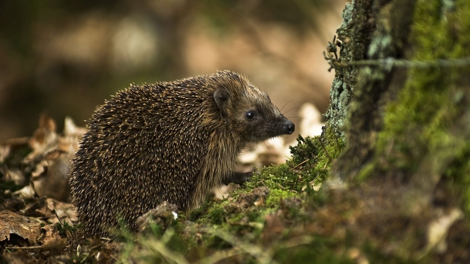 A hedgehog moving through long grass and leaf litter at dusk