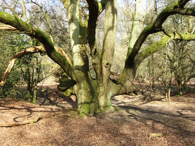 A laid hawthorn hedge in late winter, woven into hazel binders, with standard oak trees rising at intervals along the line