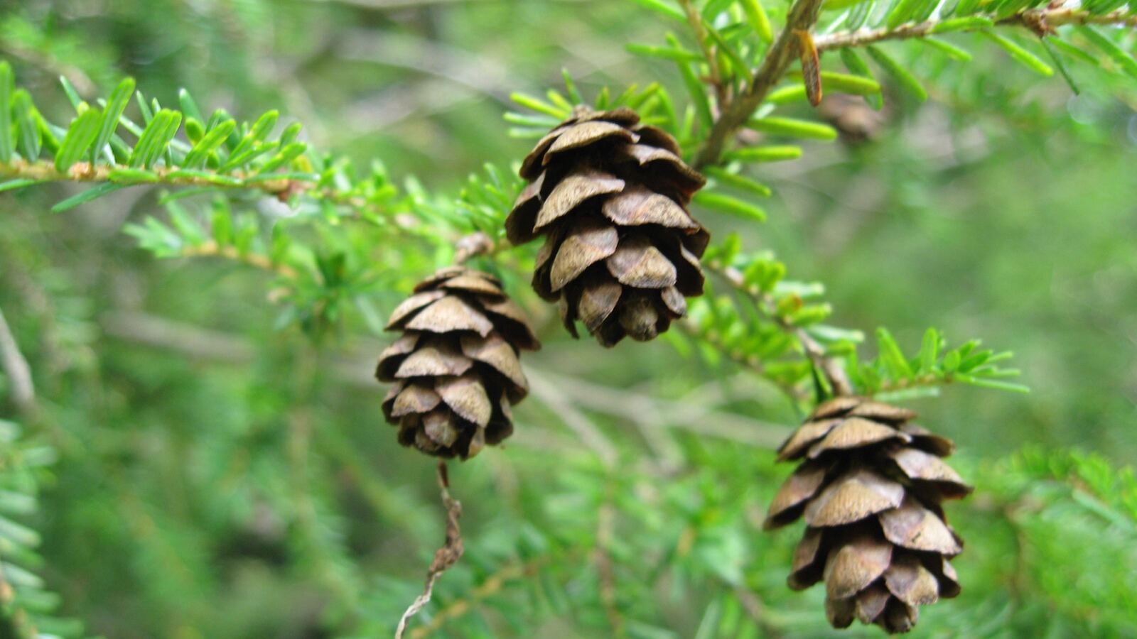 Feathery drooping foliage of an eastern hemlock with small cones