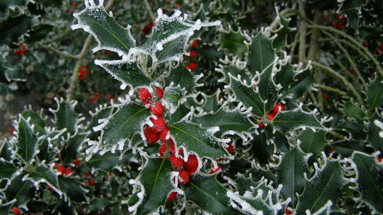 Glossy spined holly leaves with clusters of red berries