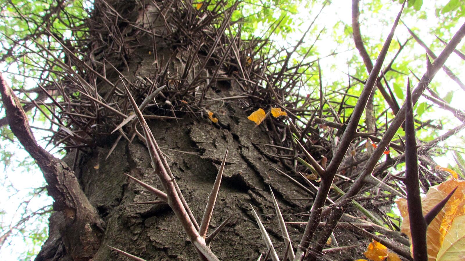 Honey locust trunk armoured with large branched thorns