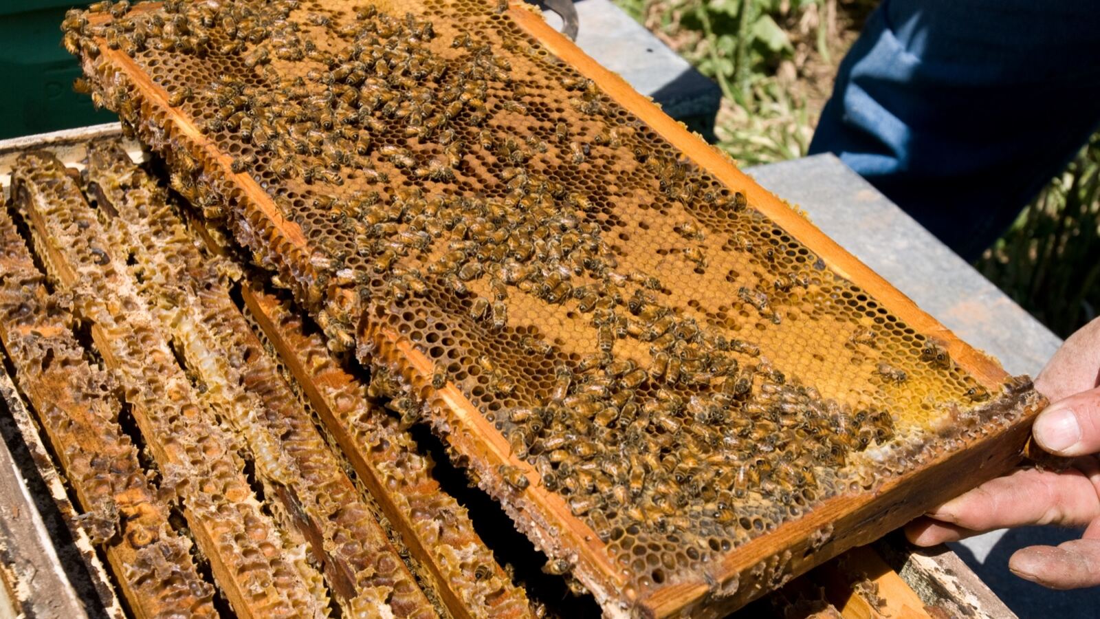 Honeybees on a comb frame lifted from a hive