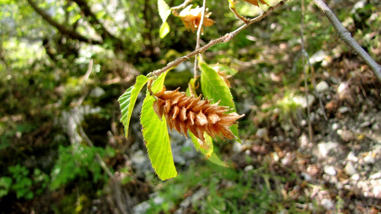 Hop-hornbeam branch with pale papery hop-like fruit clusters