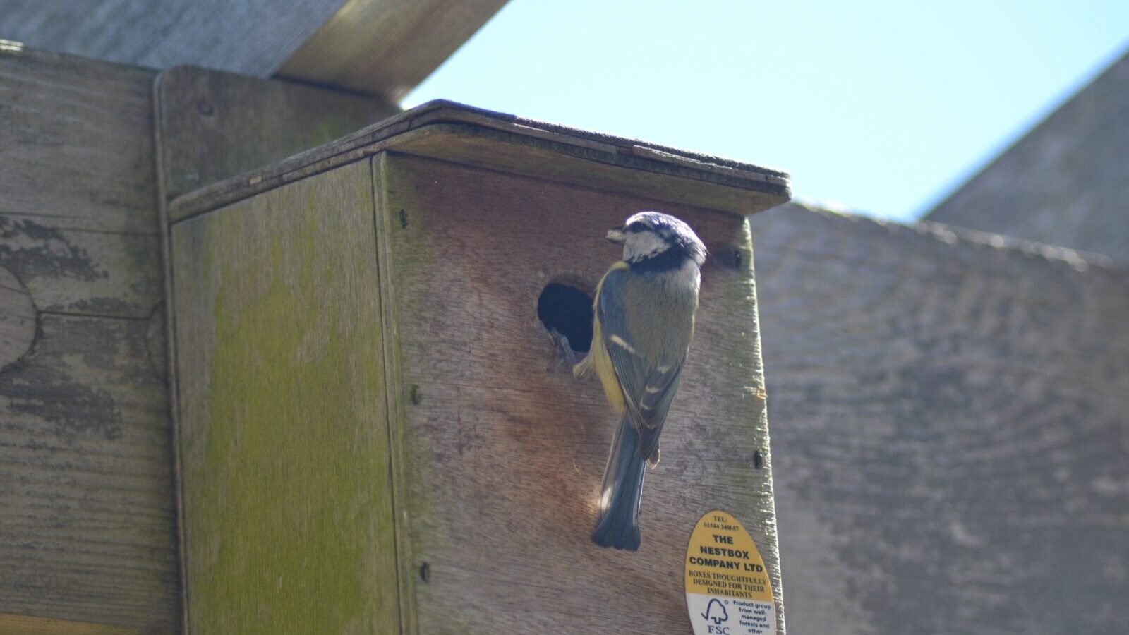 A blue tit carrying a caterpillar to a nest box fixed to an apple tree