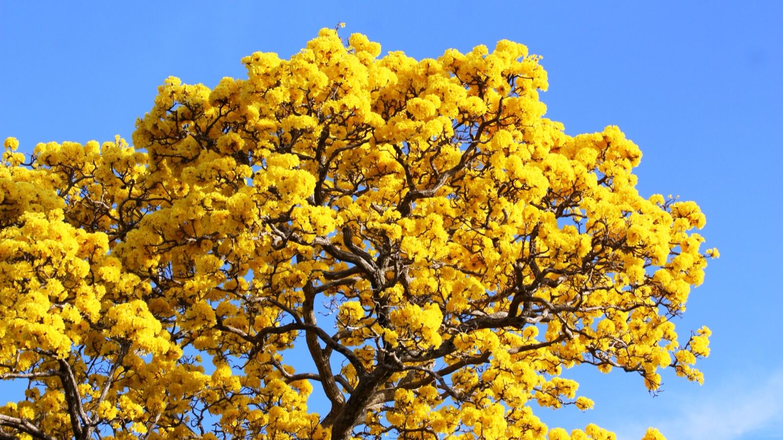 An ipê tree in full leafless bloom, a solid mass of yellow flowers