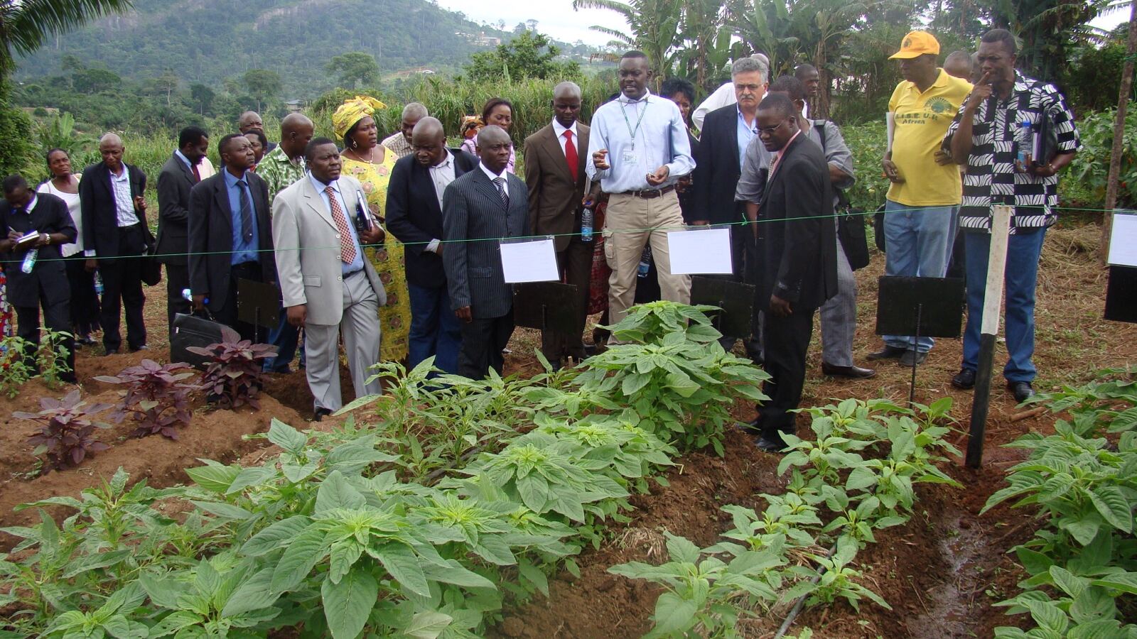 A soil moisture probe inserted in a crop bed beside a drip irrigation line