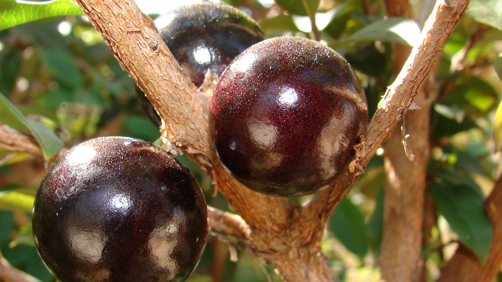 A jaboticaba trunk completely covered in dark purple grape-like fruit