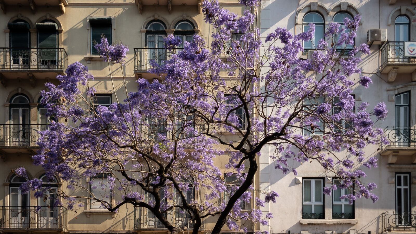 A street lined with jacaranda trees in full purple-blue bloom
