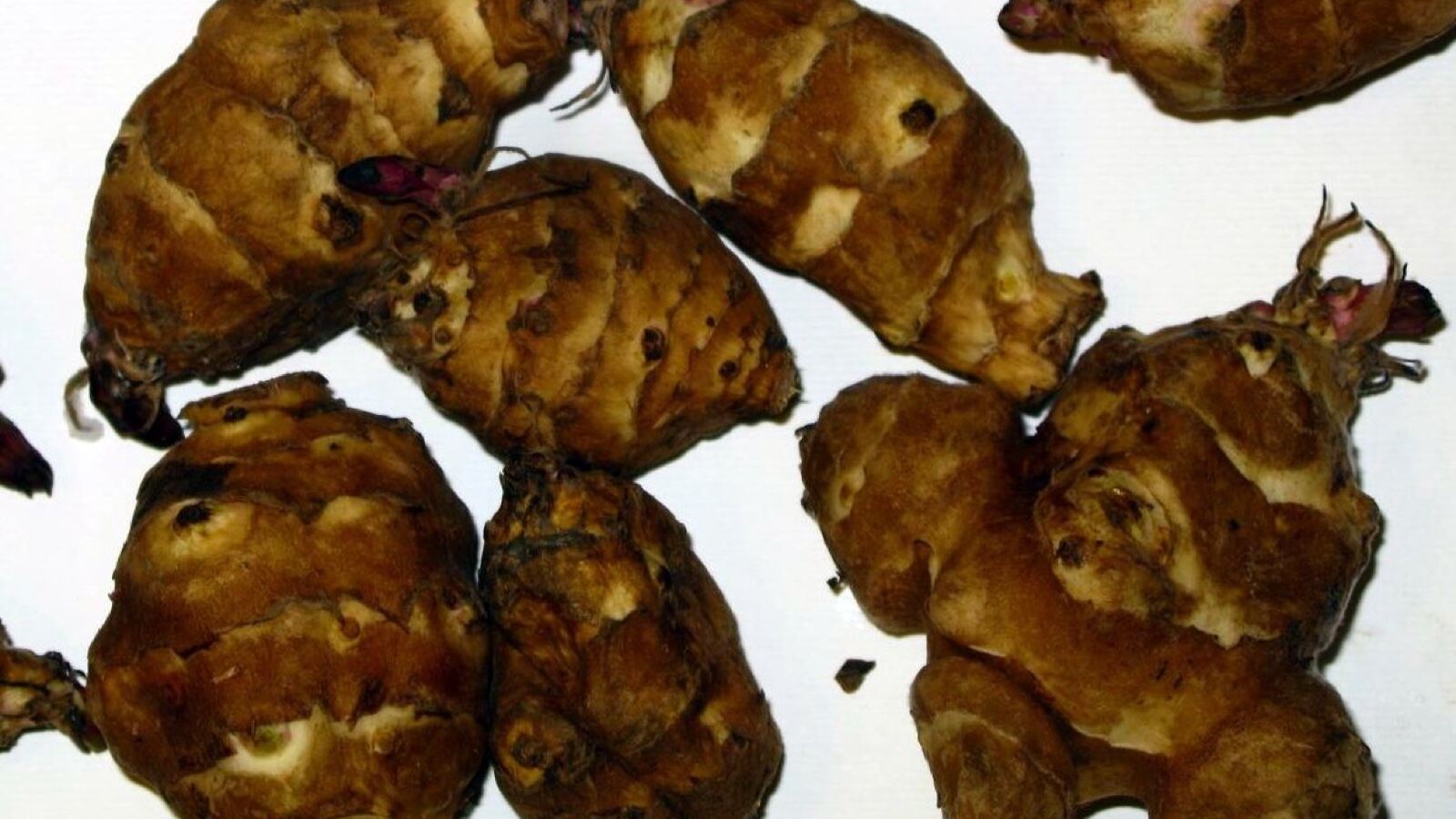 Knobbly Jerusalem artichoke tubers freshly dug beside their tall stems