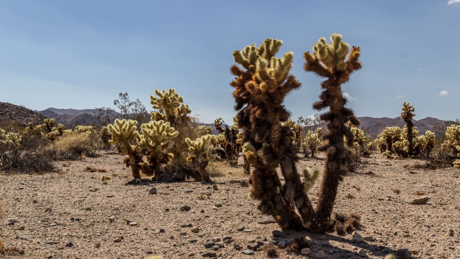 A Joshua tree with branching arms and spiky rosettes against a desert sky