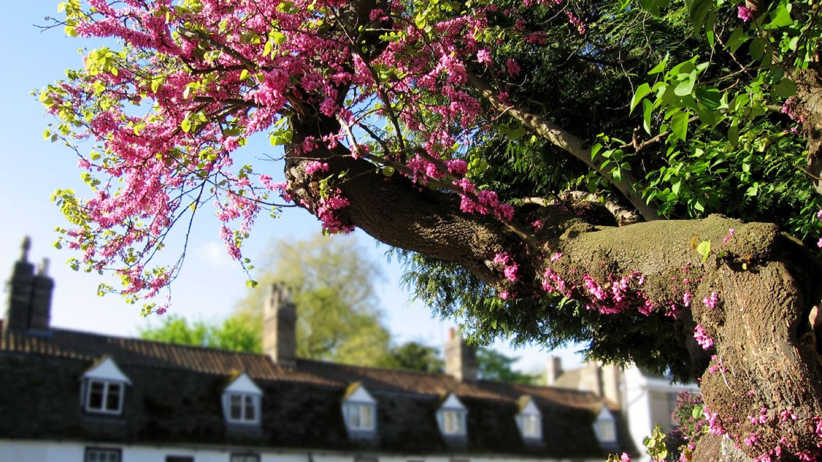 Judas tree with masses of pink-purple flowers clustered on the bare branches and trunk