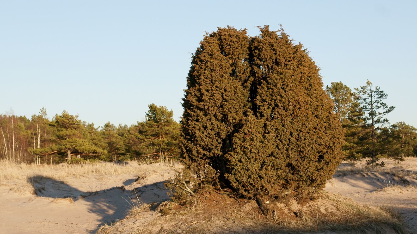 A low spreading juniper with blue-grey berry-like cones on prickly foliage