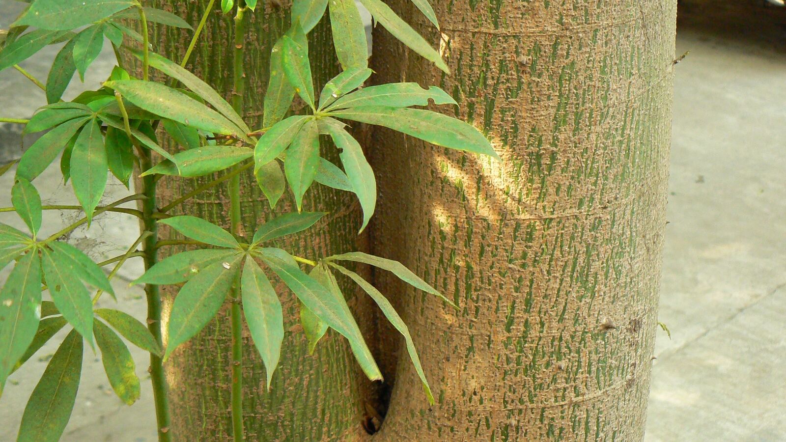 Enormous buttressed trunk of a kapok tree rising in tropical forest