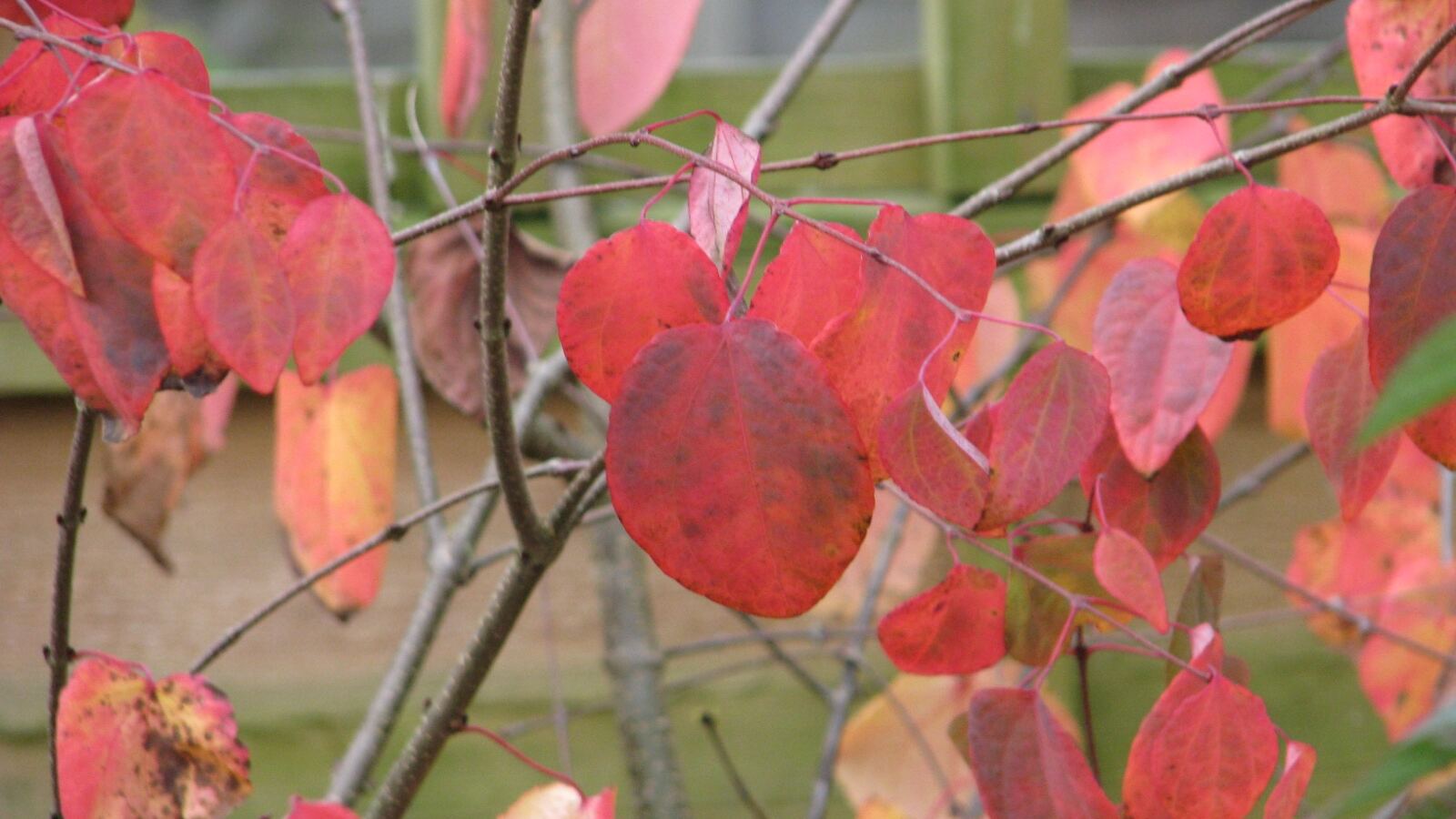 A katsura tree in autumn with rounded leaves turning apricot and gold