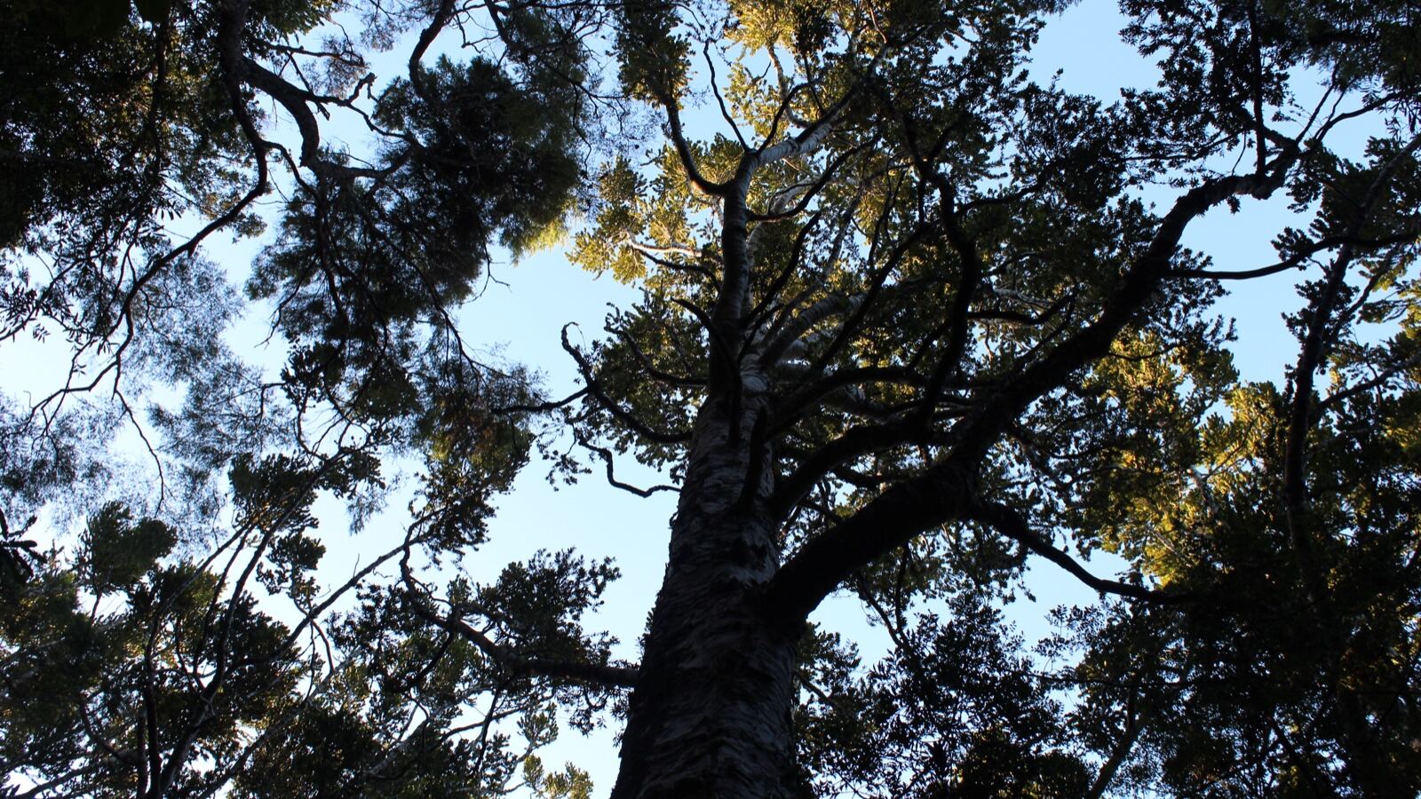 The enormous smooth grey columnar trunk of a giant kauri rising in the forest