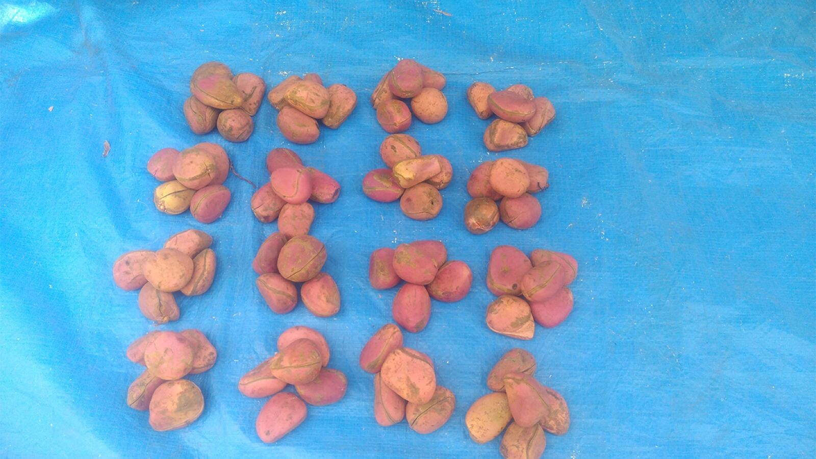 Split kola pods showing the pink and white kola nuts inside