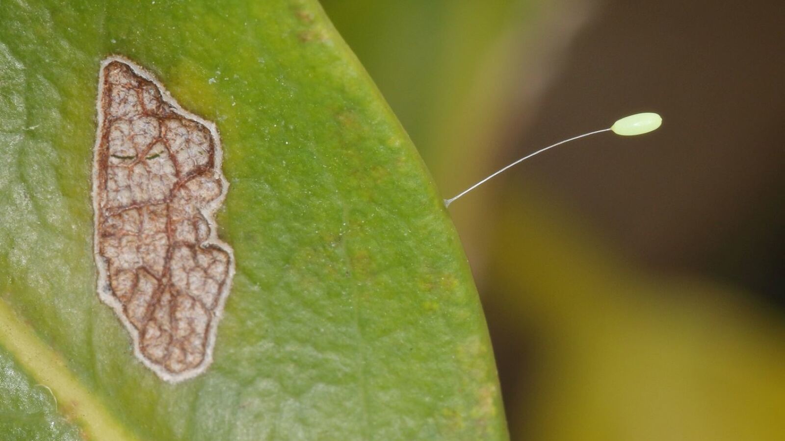 A green lacewing with transparent gauzy wings on a leaf