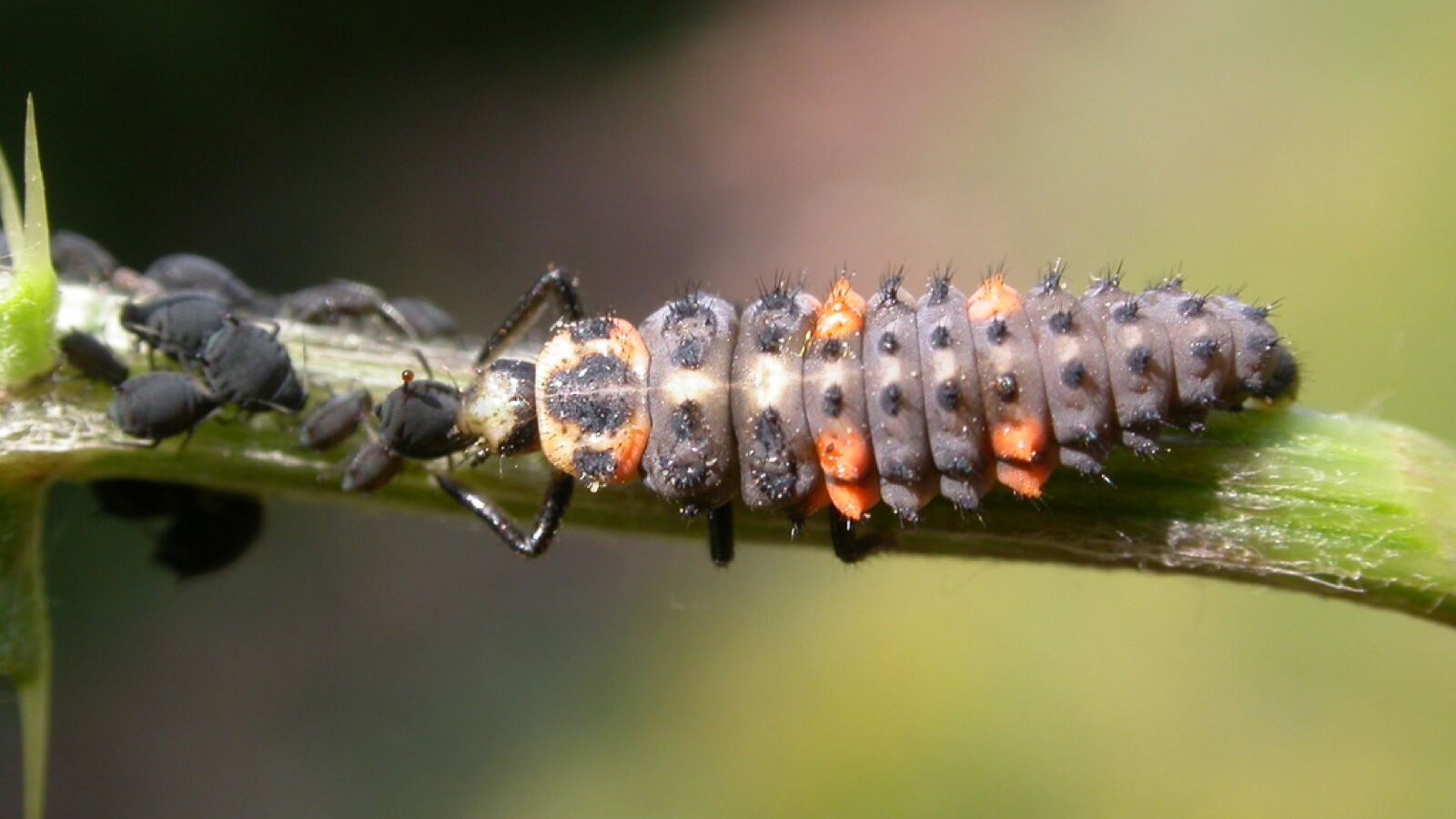 A seven-spot ladybird on a leaf beside its spiny black and orange larva