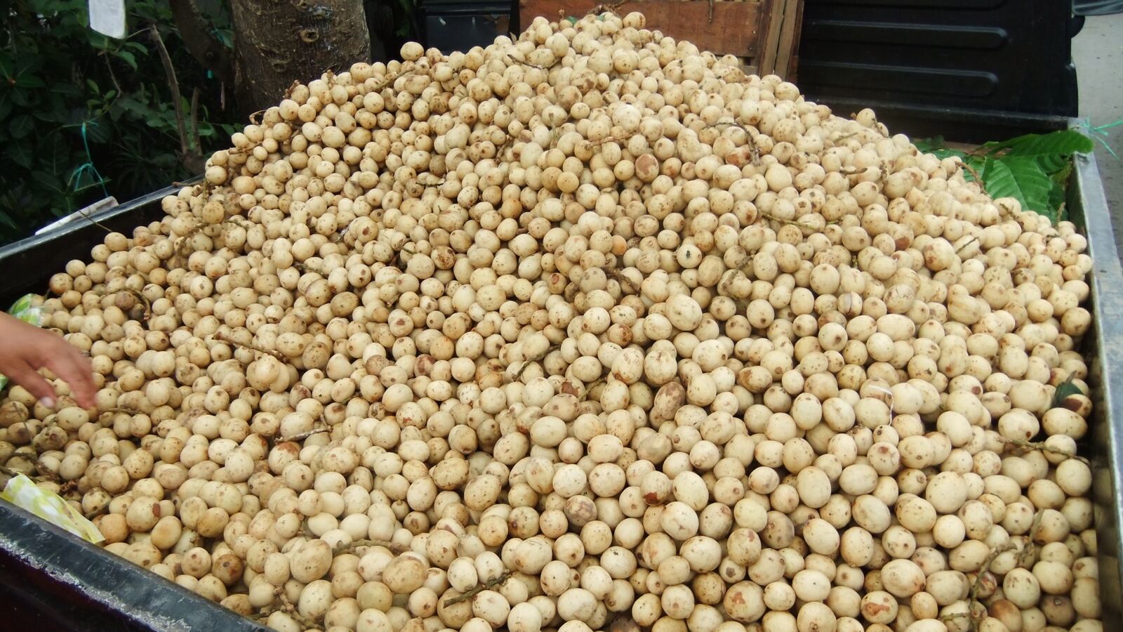 Clusters of tan-skinned langsat fruit, some peeled to show translucent segments