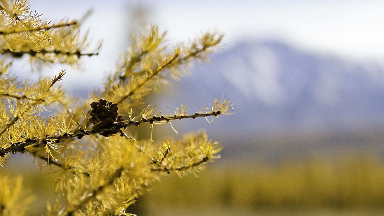 Larch in autumn with golden needles and small upright cones on bare-tipped shoots