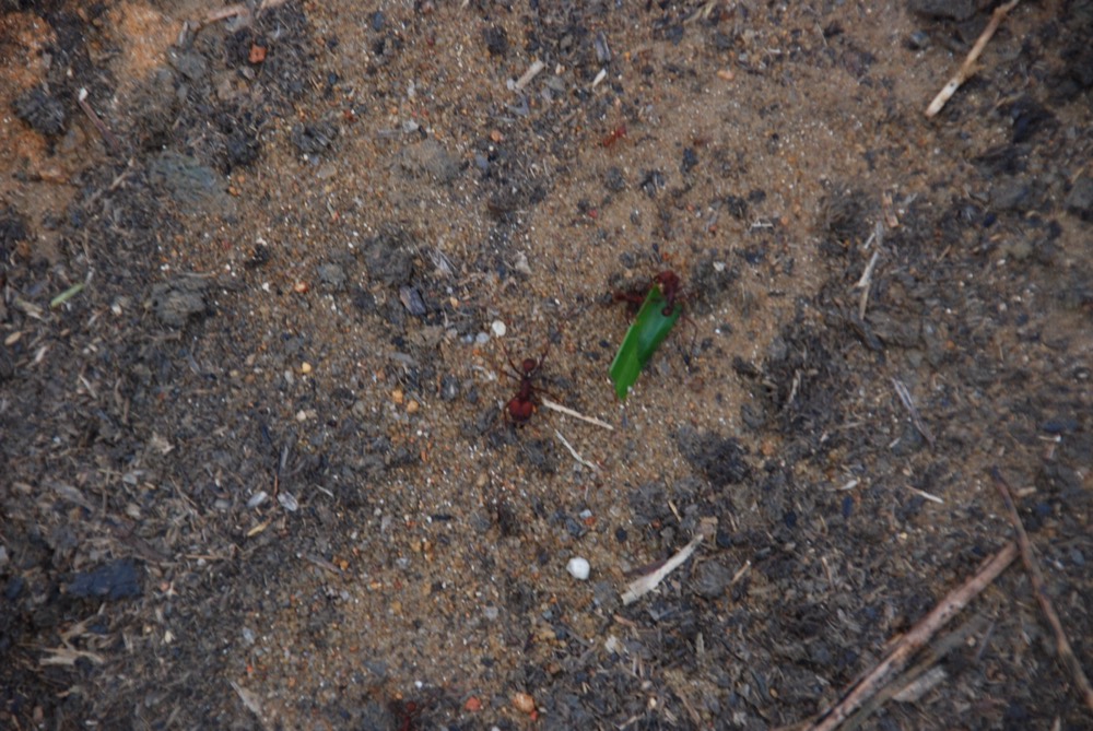 A line of leafcutter ants carrying green leaf fragments along a forest trail