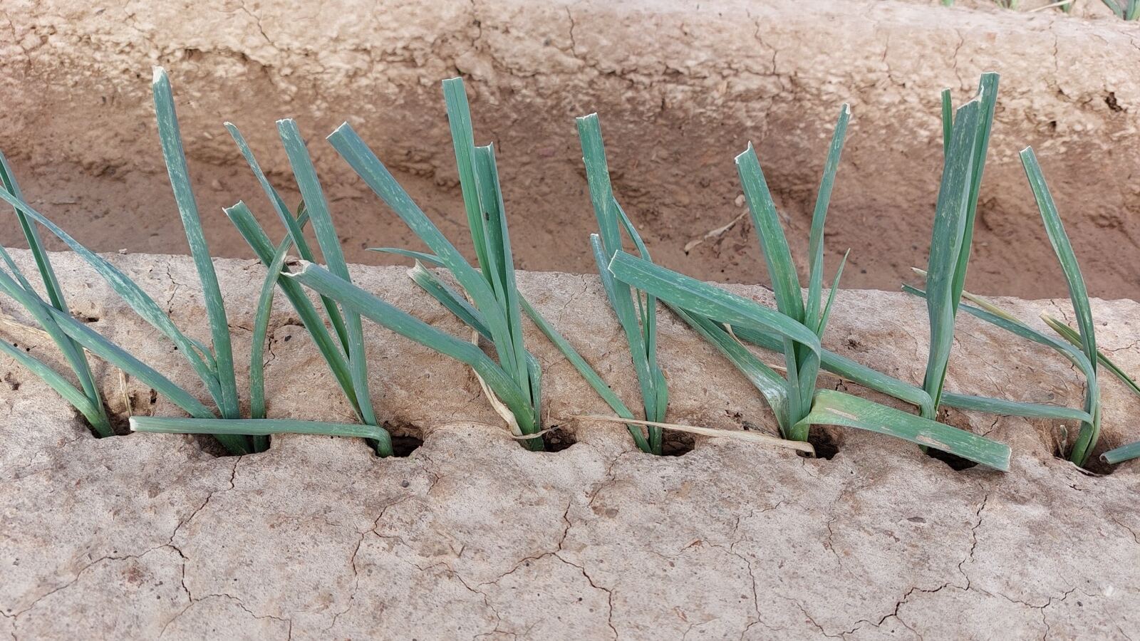 A row of leeks earthed up with long white shanks and blue-green flags