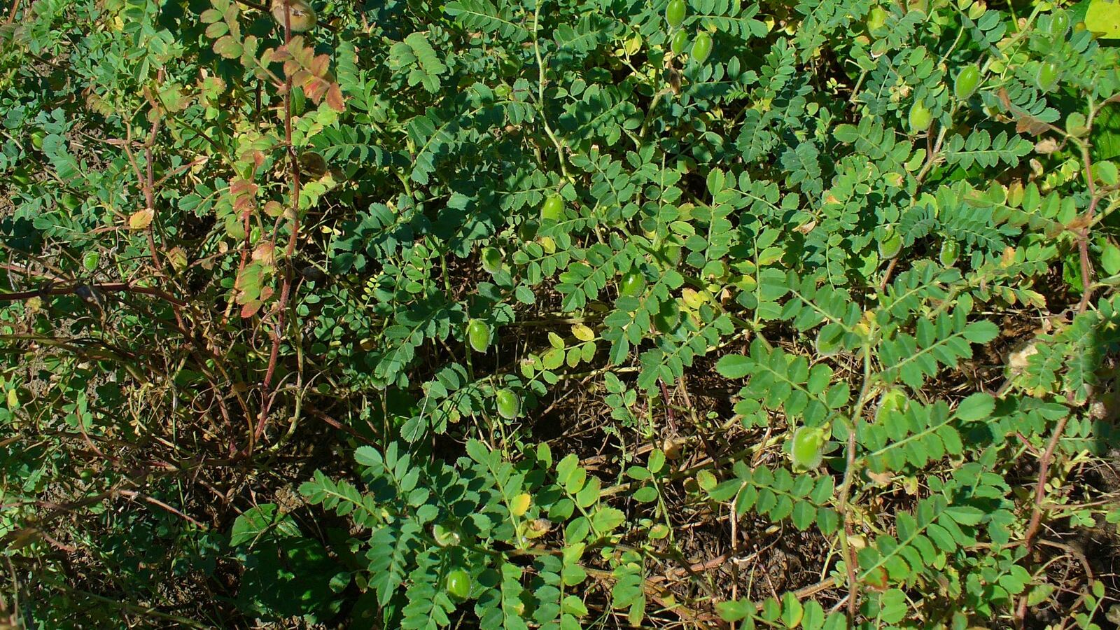 Ripening chickpea pods on the plant beside a handful of dried lentils