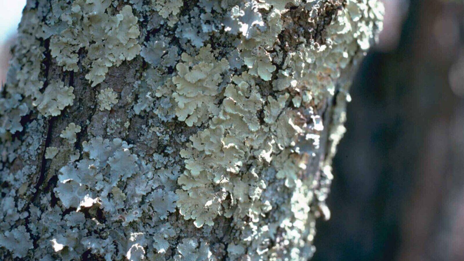 Foliose lichens and moss covering the bark of an old broadleaf tree