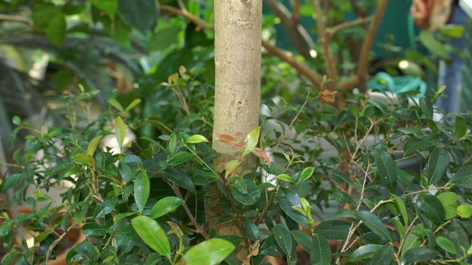Lilly-pilly shrub with glossy leaves, pink new growth, and clusters of pink-red berries