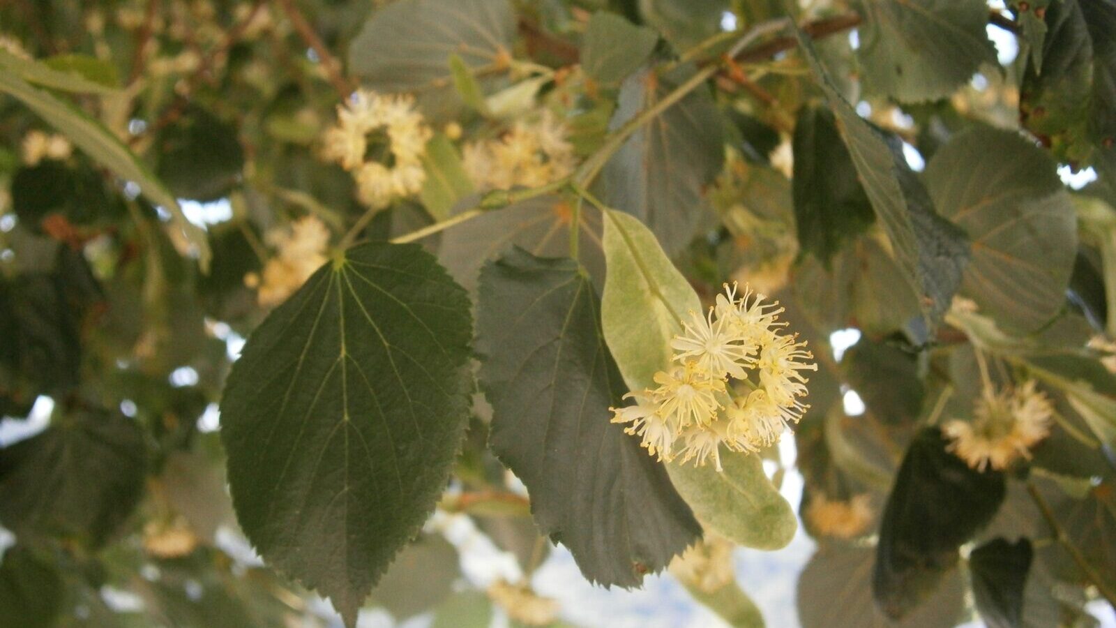 Lime tree in full flower with pale bracts and dense clusters of nectar-rich blossom