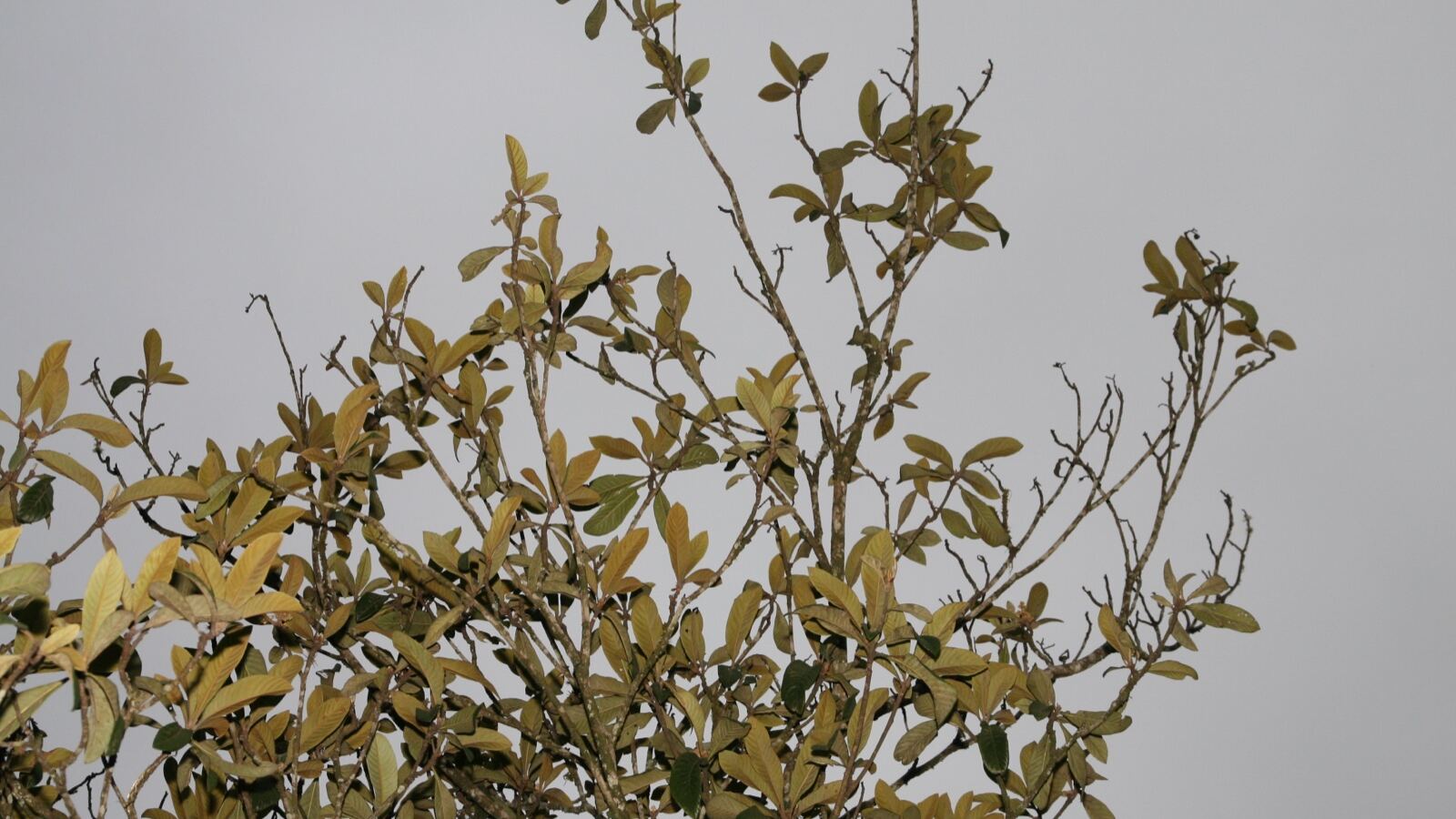 Loquat tree branch with clusters of orange fruit and large ribbed leaves