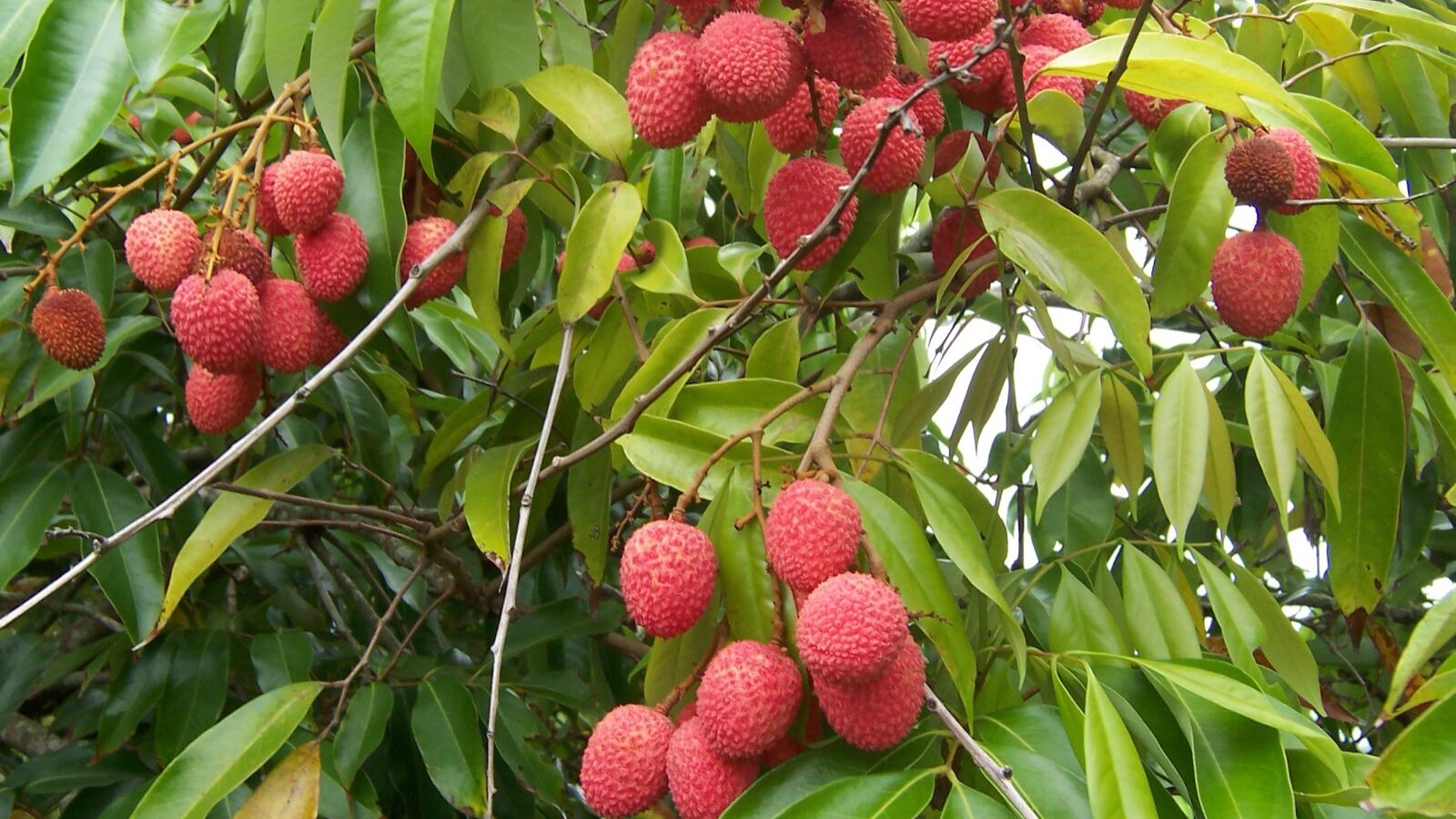 Cluster of red lychee fruit hanging among green leaves