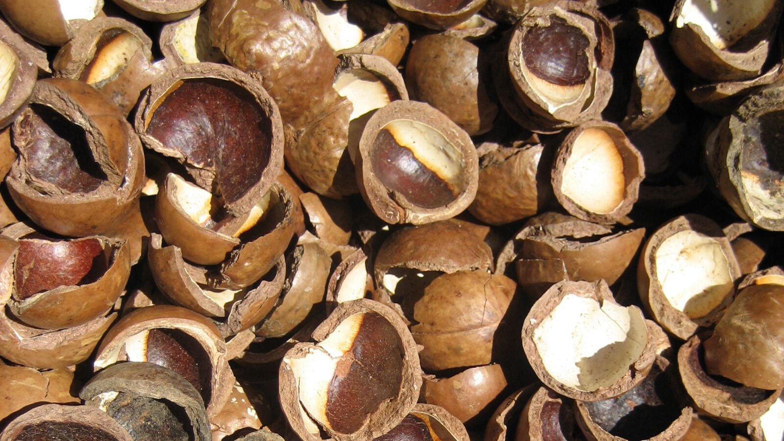 Macadamia nuts in and out of their hard round shells beneath the tree