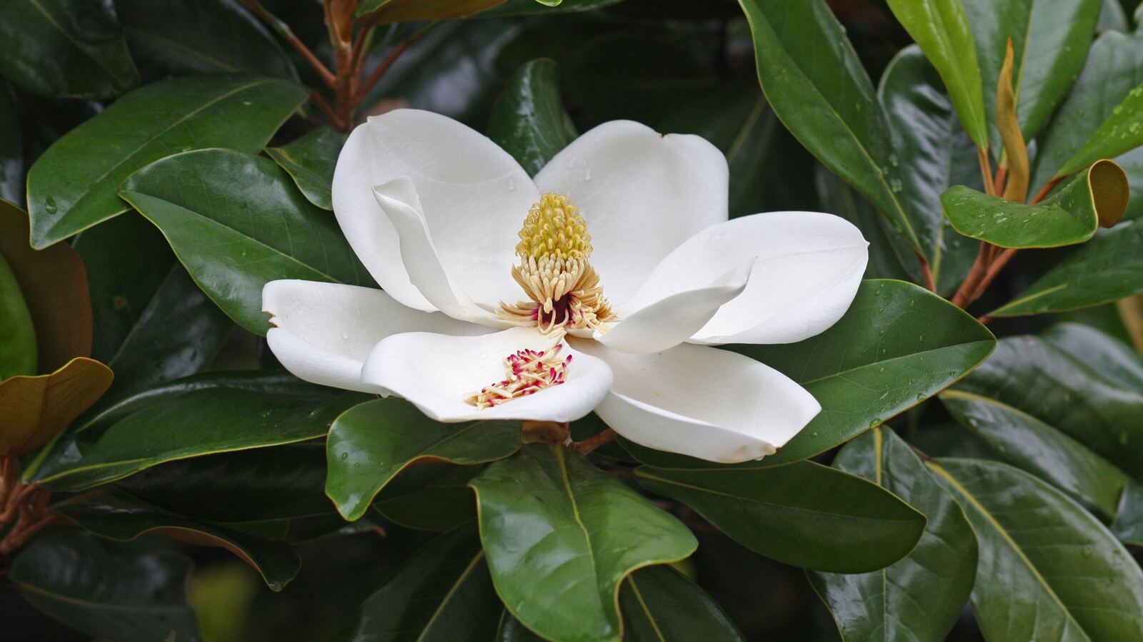 Large white magnolia flower opening on a bare branch in early spring