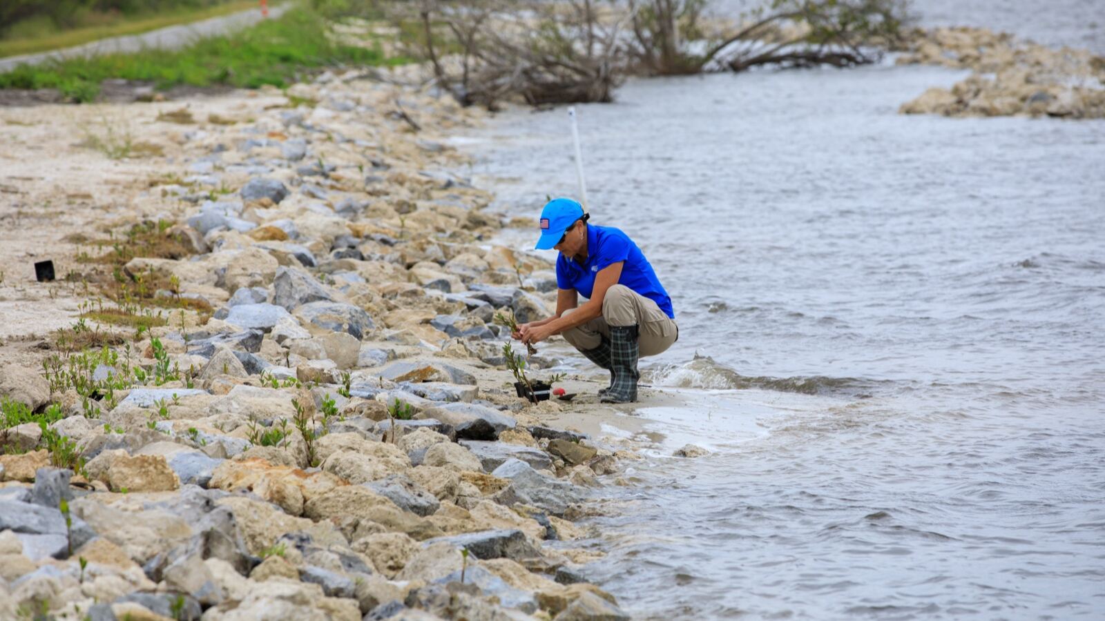 Young mangroves establishing naturally on a restored tidal flat
