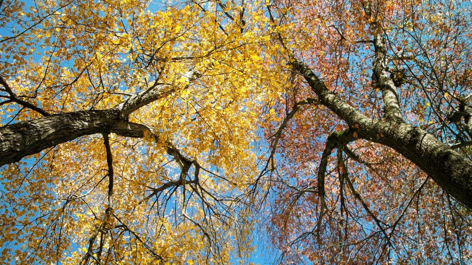 Maple leaves turning scarlet and orange in autumn against a clear sky
