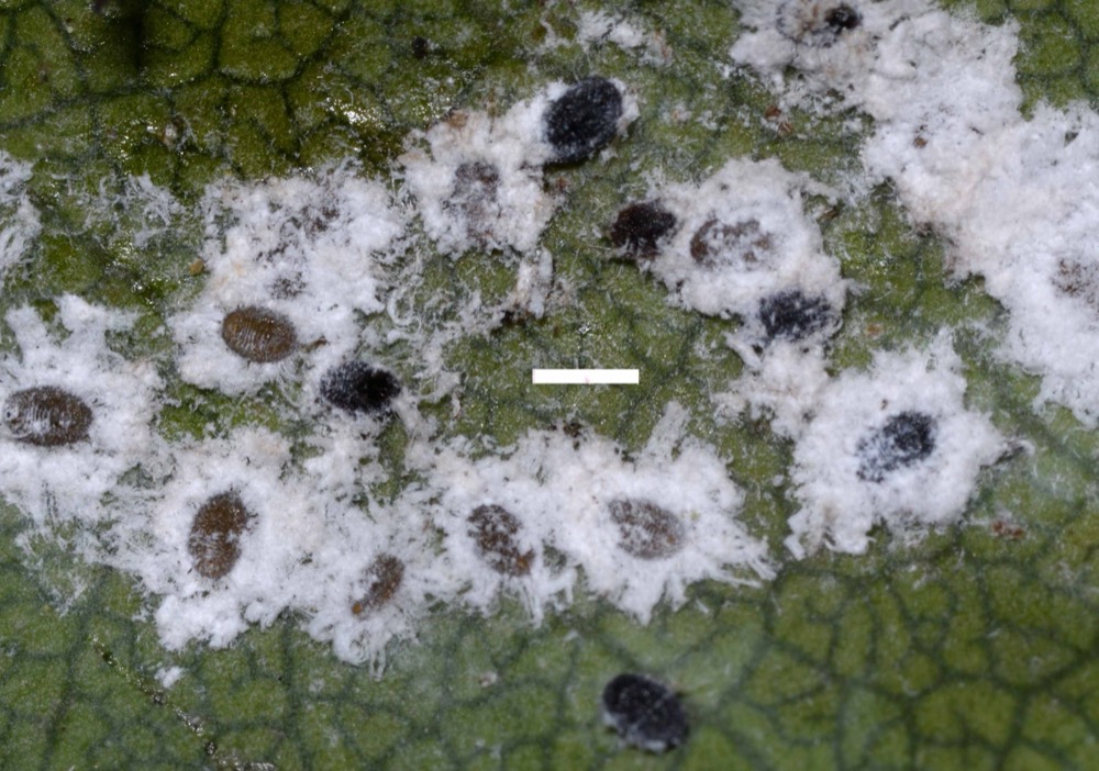 White cottony mealybugs and brown scale insects clustered along the stem of a citrus branch
