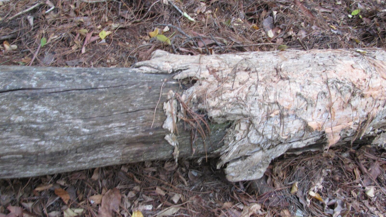 Paperbark melaleuca trunk with thick spongy layered white bark