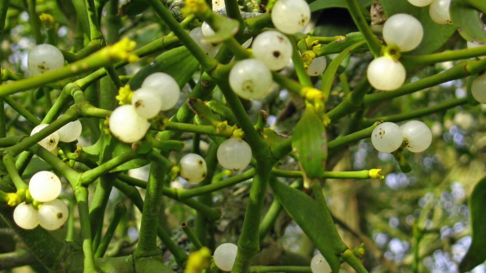 A ball of mistletoe with white berries growing high in a bare winter tree