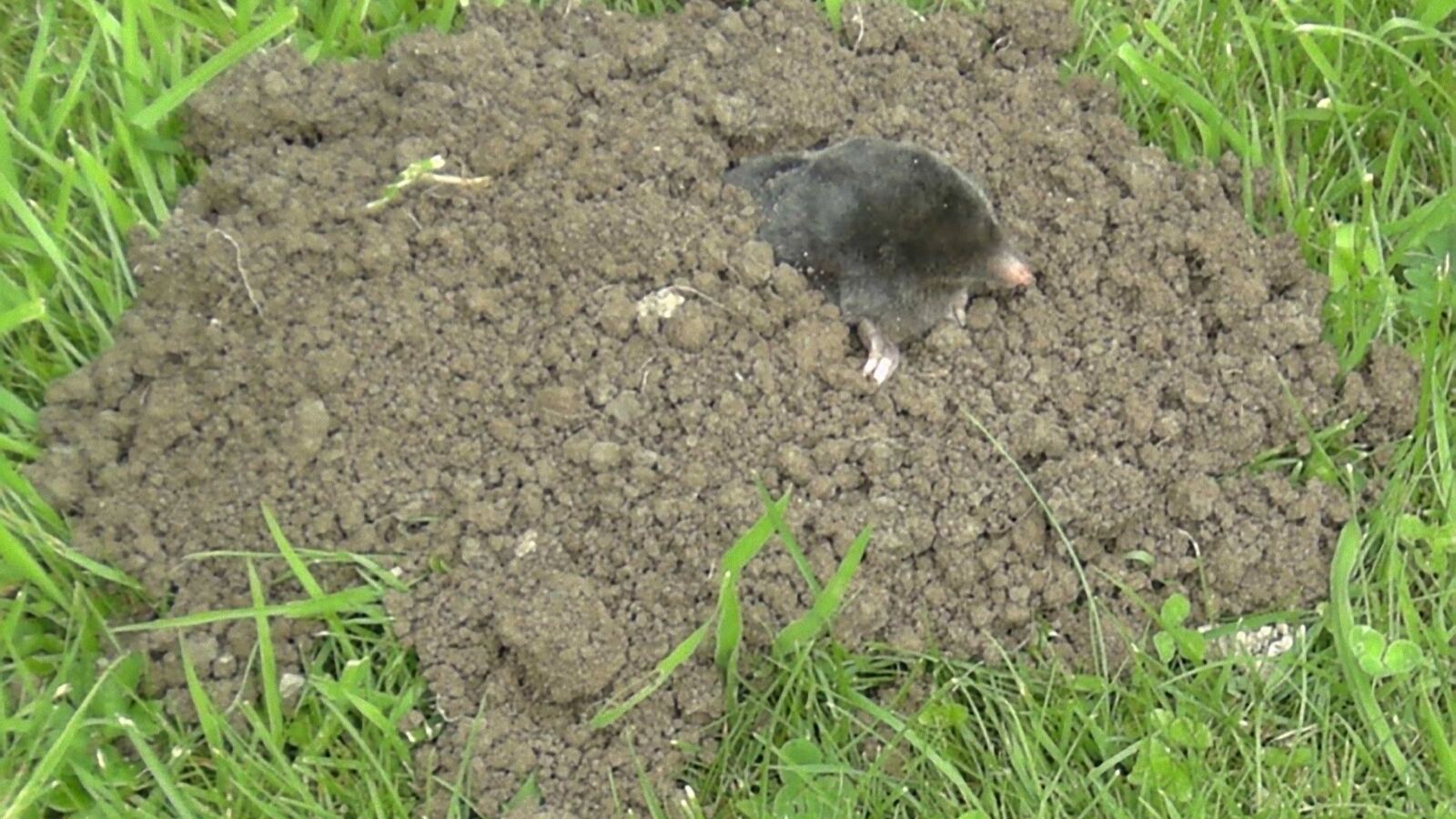 A mole emerging from the soil beside a fresh molehill