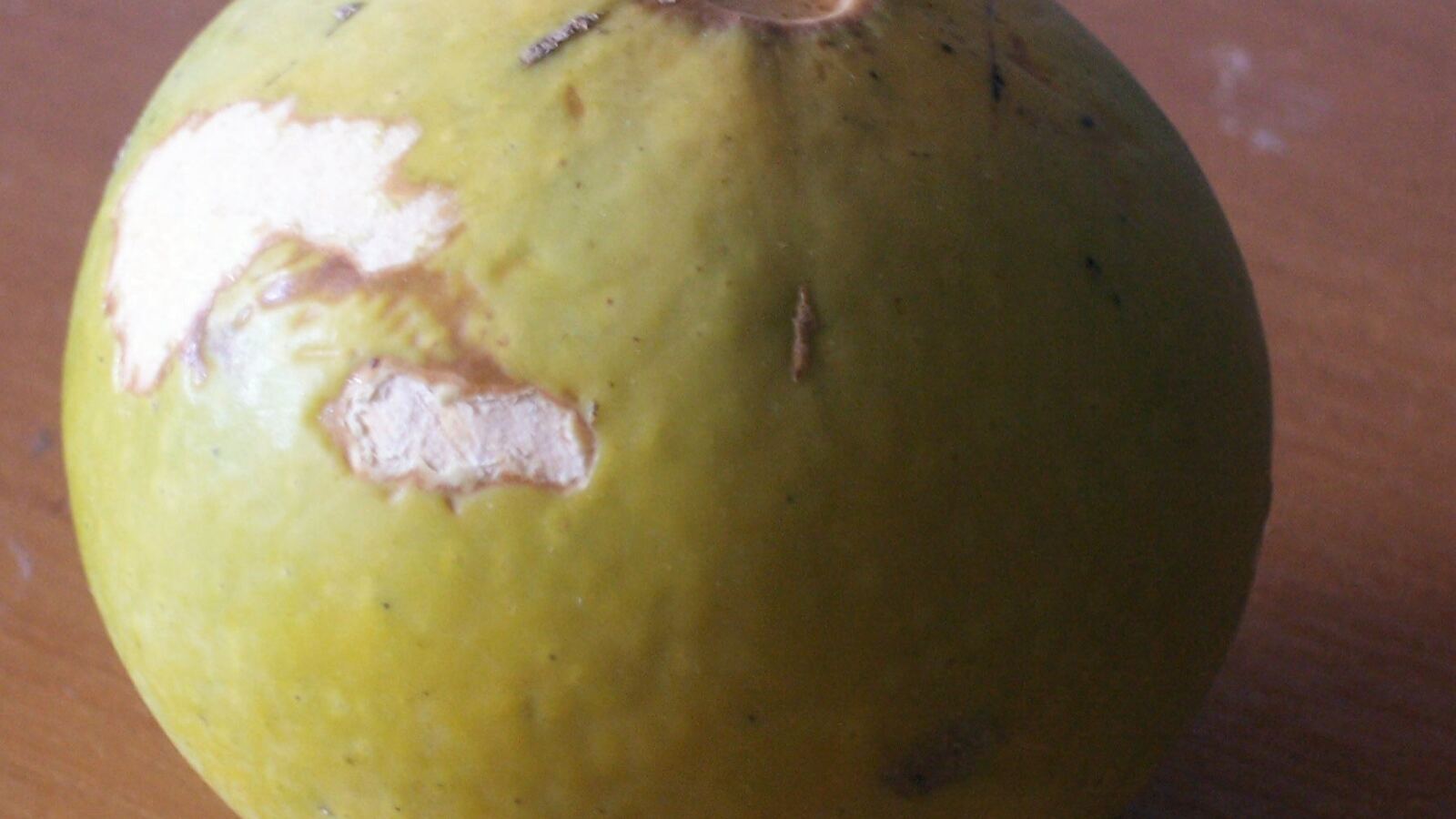 Round hard green monkey-orange fruit hanging on a spiny African tree