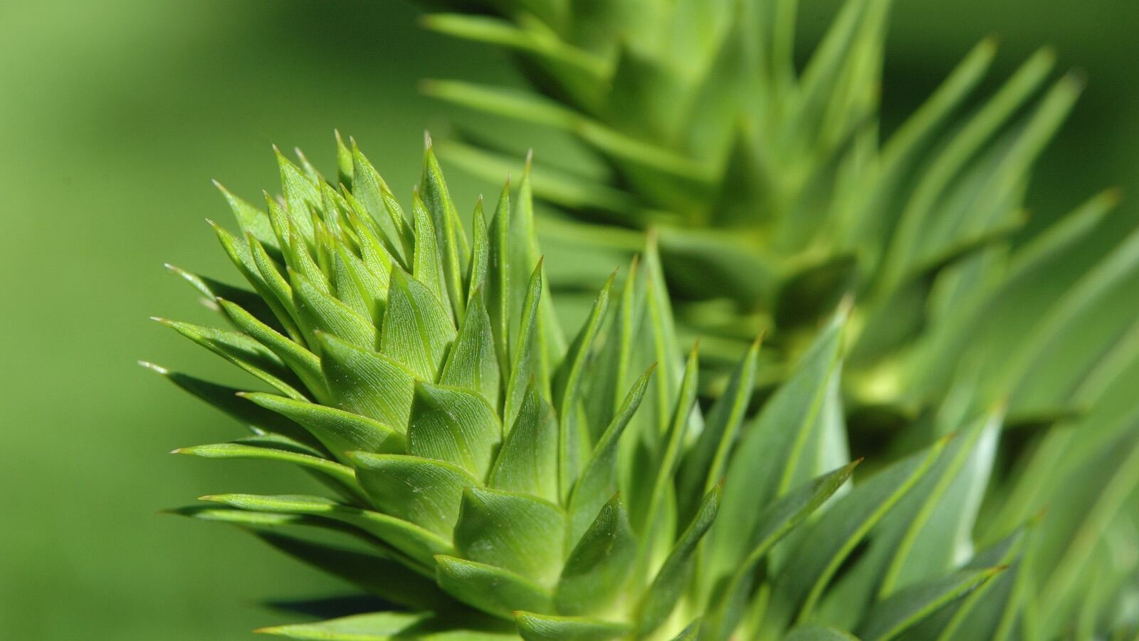 A monkey puzzle tree with whorled branches covered in stiff overlapping spine-tipped leaves