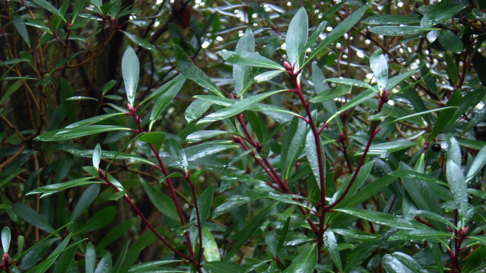 Clusters of glossy purple-black mountain pepper berries among red-stemmed leaves