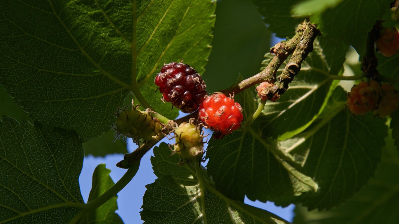 Ripe dark mulberries on the branch among broad green leaves