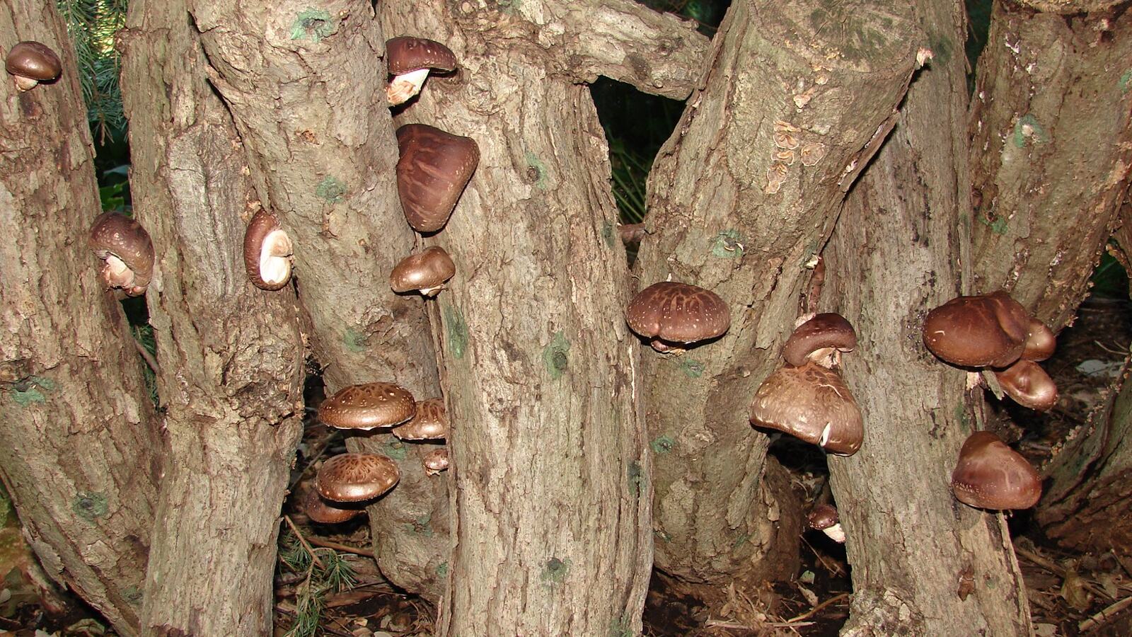 Shiitake mushrooms fruiting from an inoculated hardwood log stacked in shade