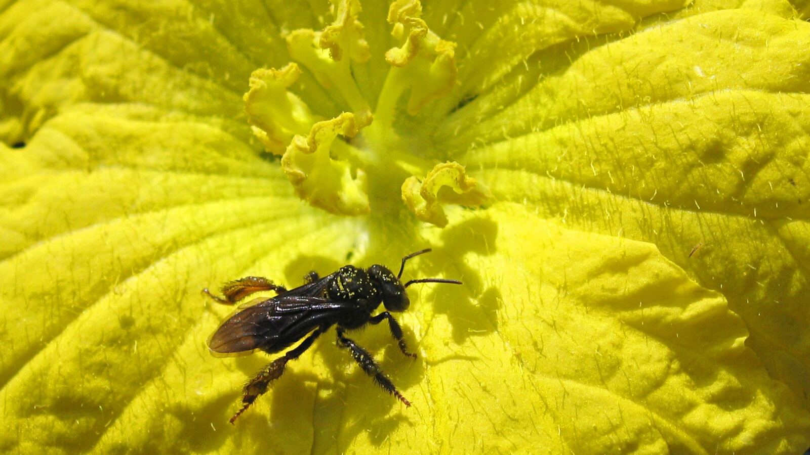 A bee gathering pollen from a flower — a mutualism in action