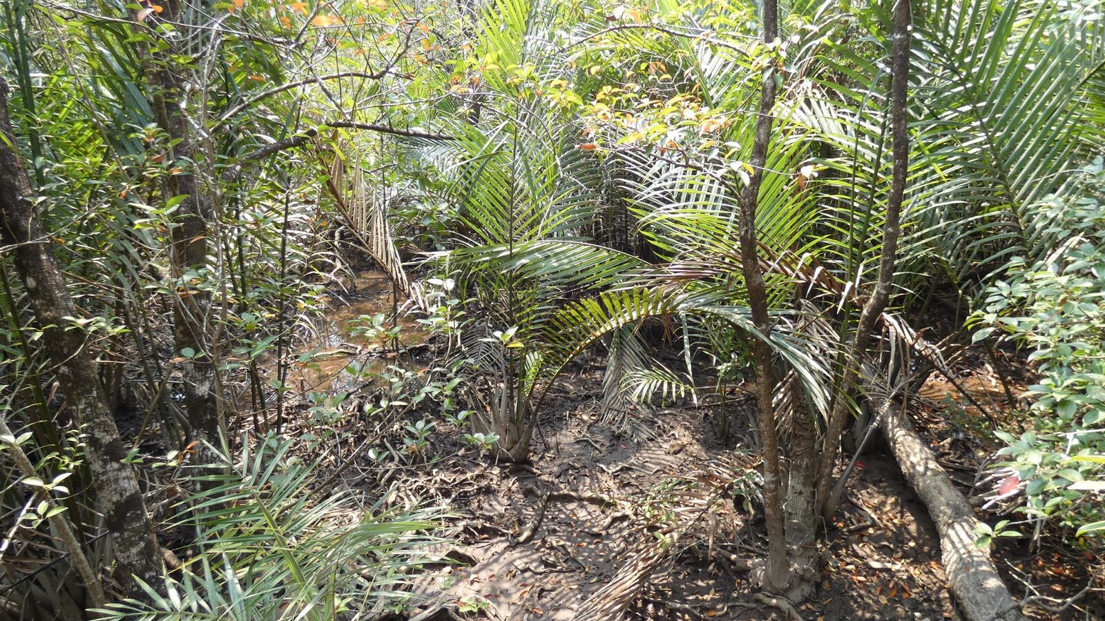 Nipa palm fronds rising from tidal mangrove mud with a round cluster of fruit